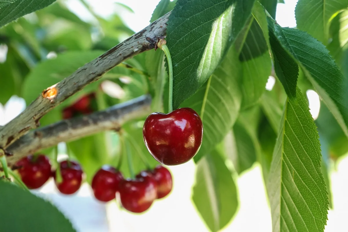 Natural Remedies and Supplements for Electrosensitivity in 2026